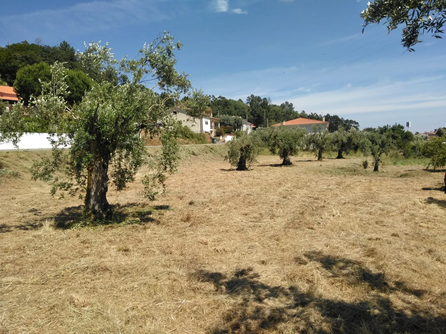 Terreno