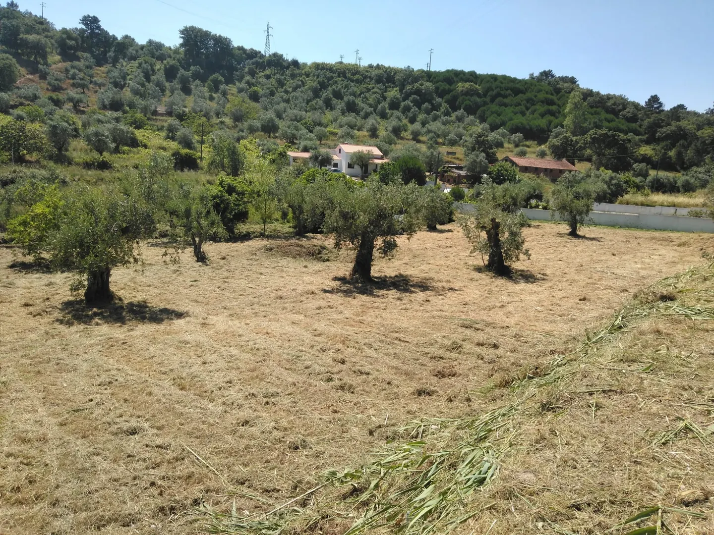 Terreno