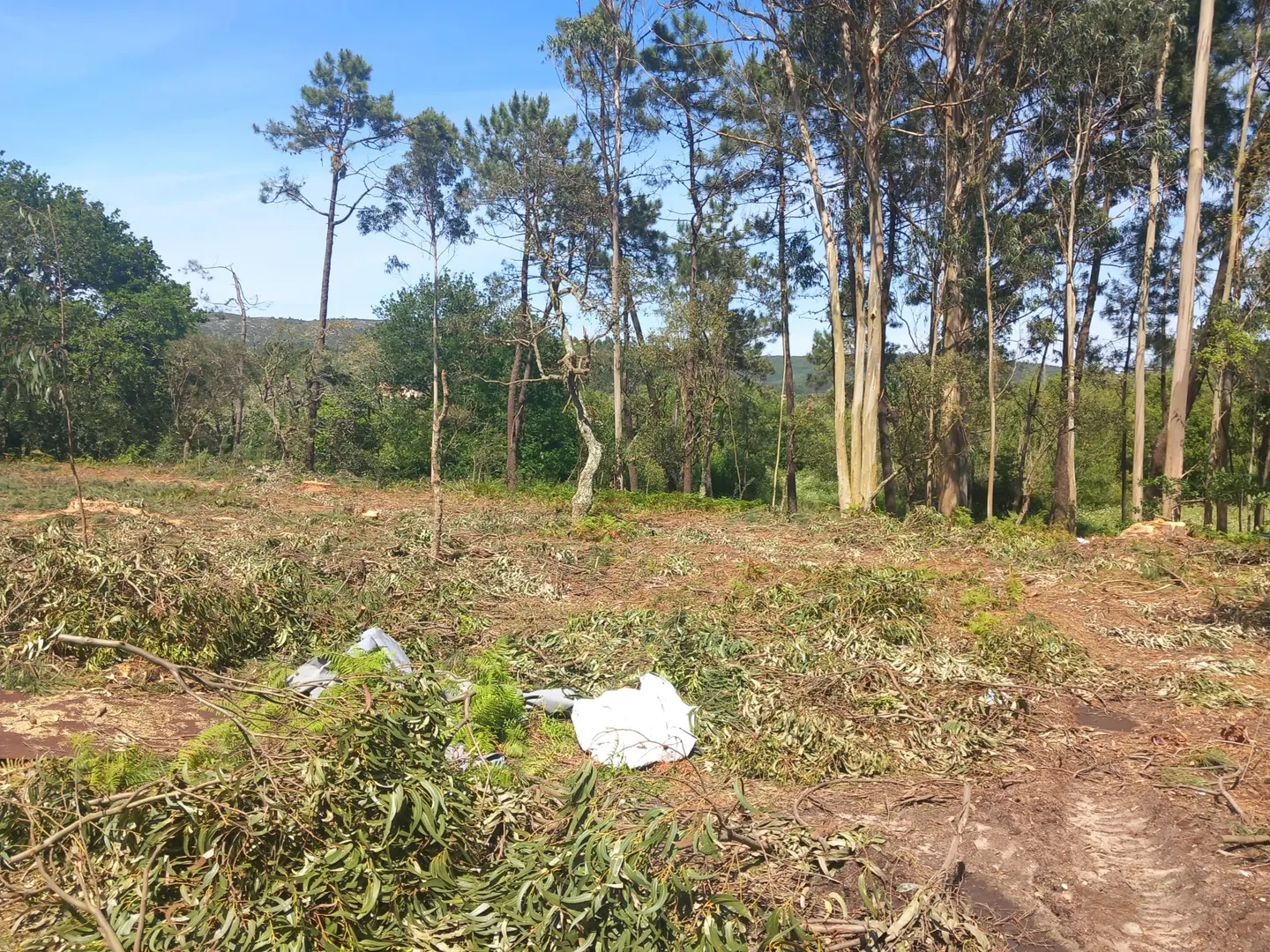 Terreno
