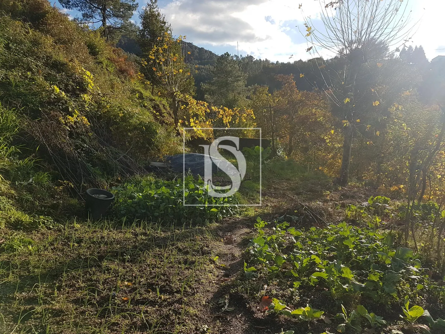 Terreno