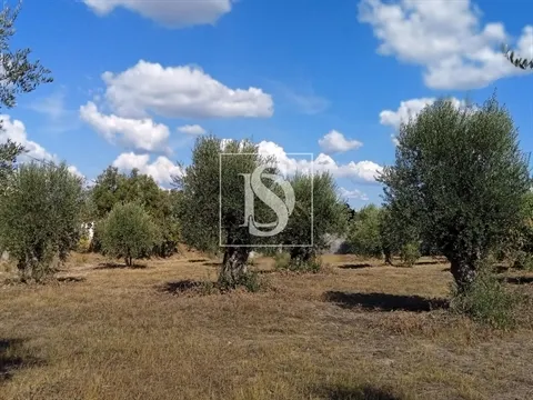 Terreno