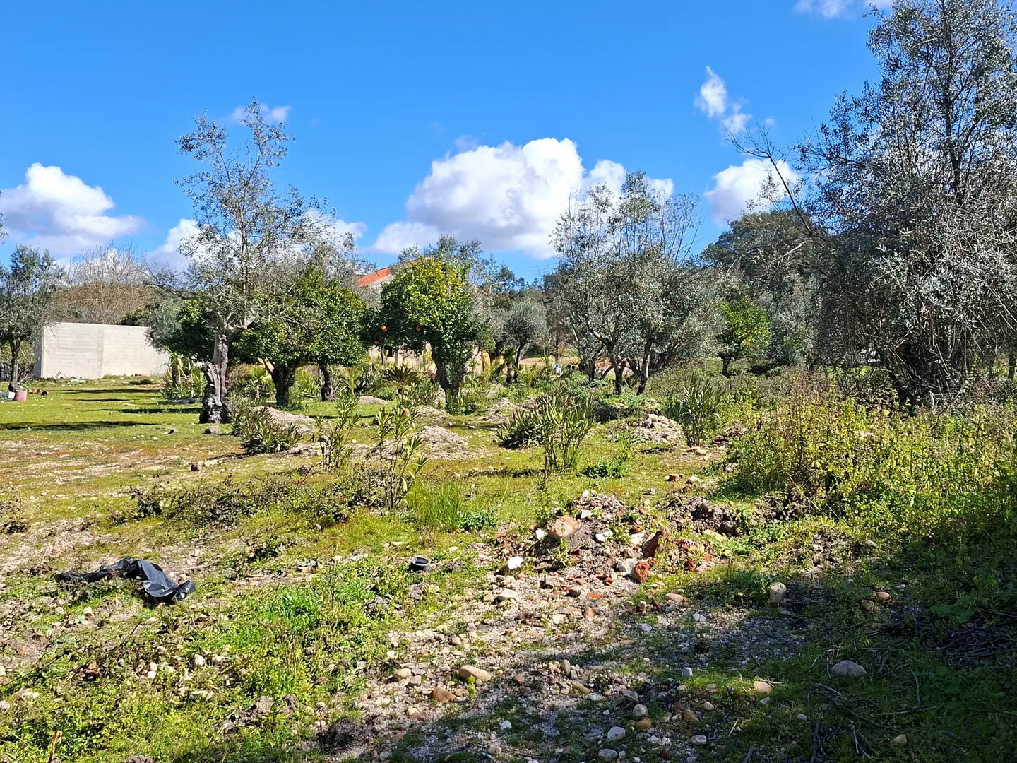 Quinta T5