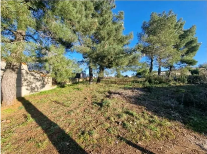 Terreno