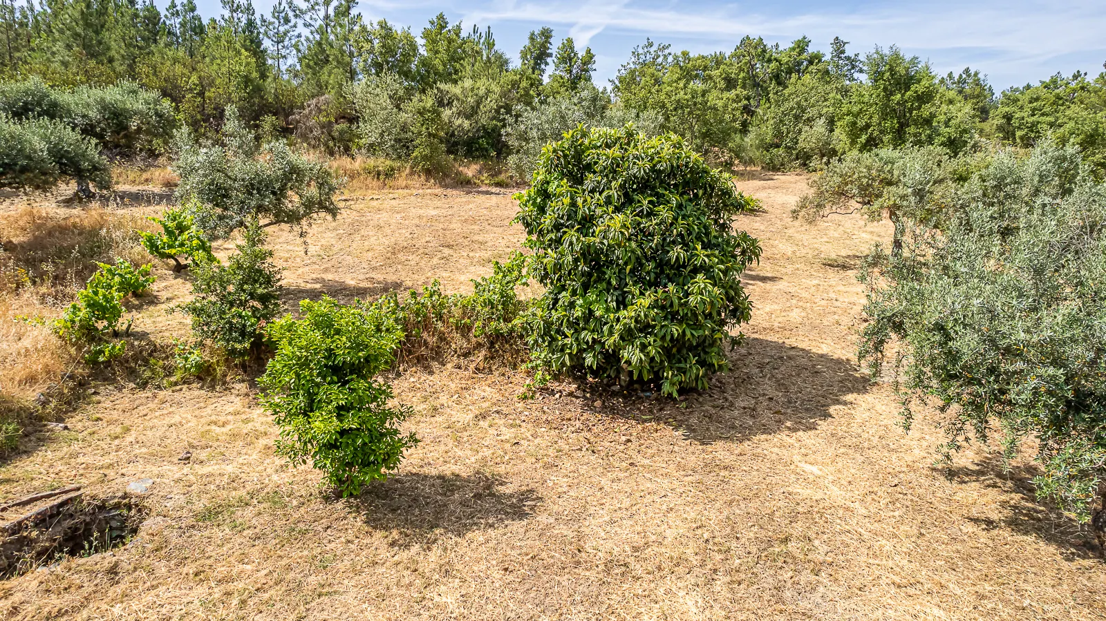 Terreno