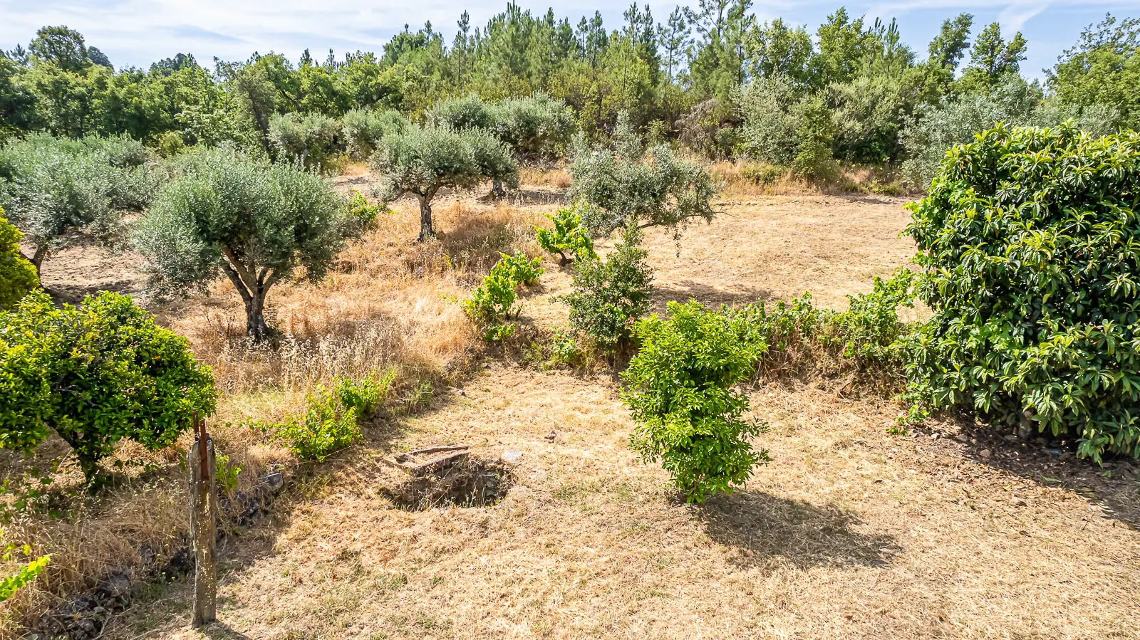 Terreno