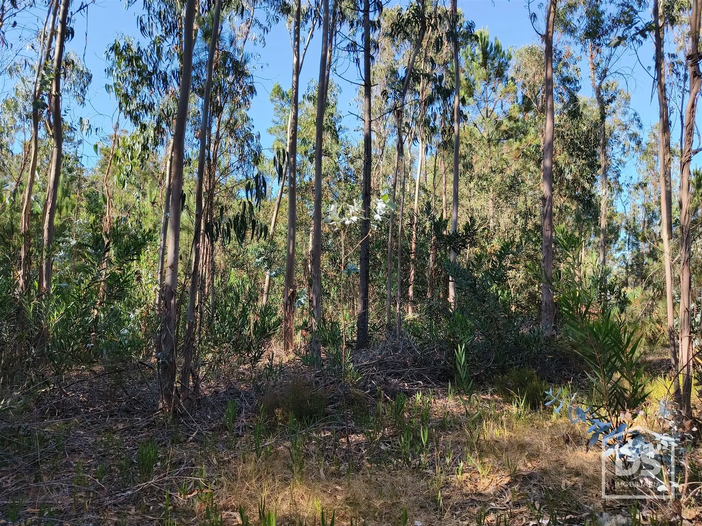 Terreno com pinheiros e eucaliptos - Moinhos da Gândara