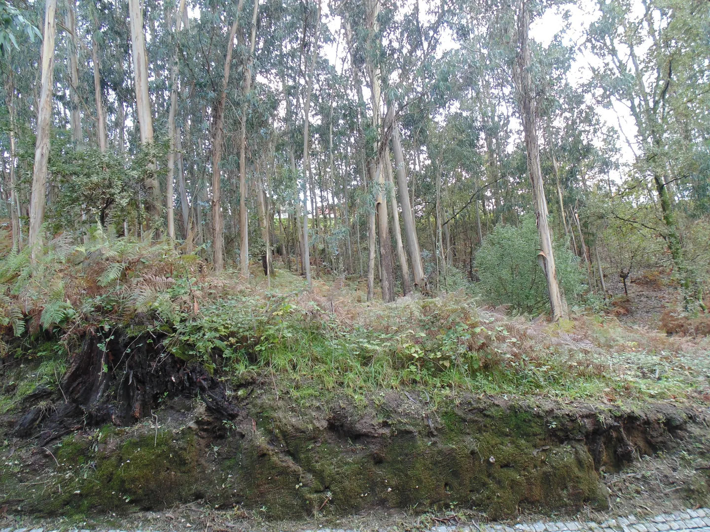 Terreno