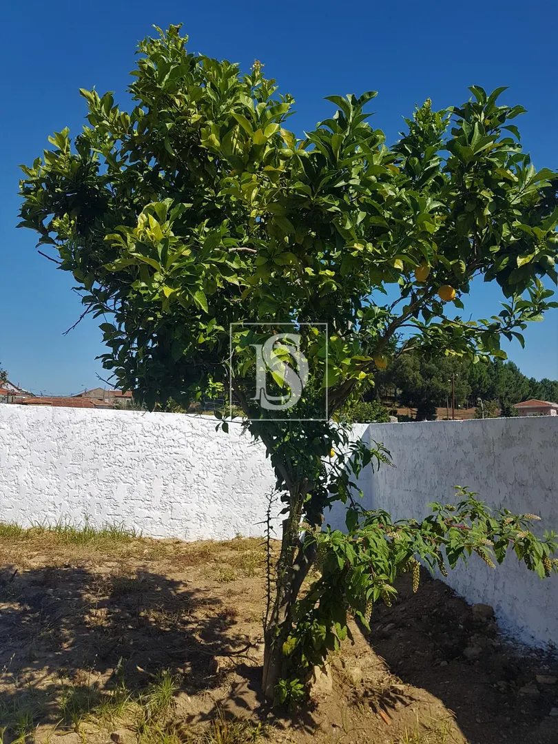 Terreno