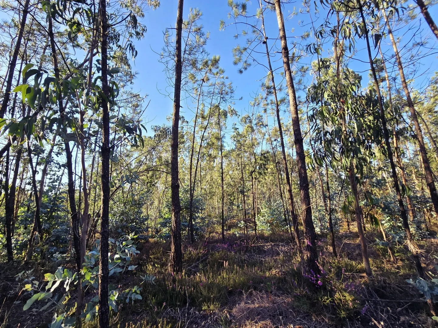 Terreno