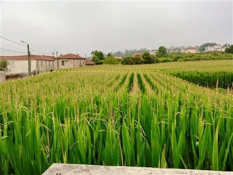 Terreno Urbano