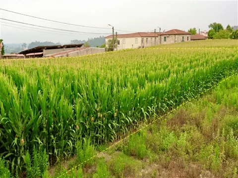 Terreno Urbano