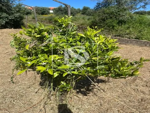 Terreno Com Ruina - Mouriscas - Abrantes