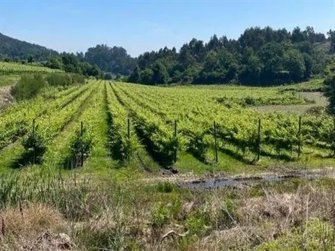 Terreno