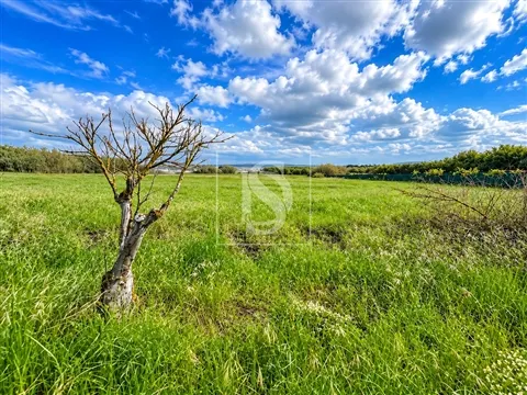 Terreno Rústico 7.750 m² com Potencial Construtivo | Quinta do Anjo, Palmela