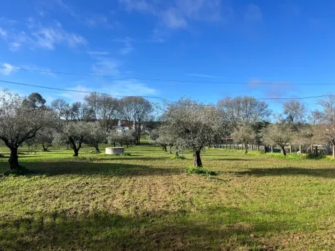 Terreno Urbano com 8400m2 com Olival – Courela da Nascente, Reguengo de São Mateus, Montemor-o-Novo