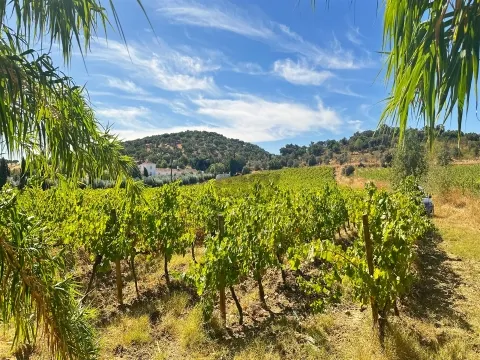 &#21338;&#23572;&#24052;&#30340; Rainfed Vineyard - &#20301;&#20110;&#38463;&#36830;&#29305;&#33593;&#20013;&#24515;&#30340;&#29420;&#29305;&#20307;&#39564;