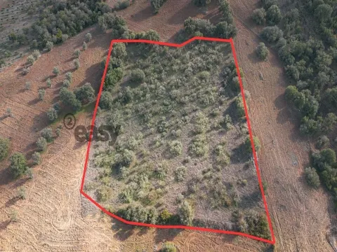 Terreno Rústico em Vila De Frades