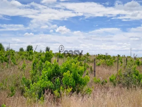 Vinha com 3 hectares na Região Vinícola da Vidigueira