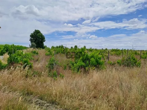 Vinha com 3 hectares na Região Vinícola da Vidigueira