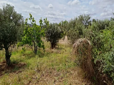 Terreno Rústico para Venda na Vidigueira com 10 000 m²