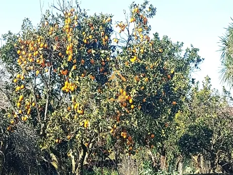 Moradia T4 com Piscina  - Vila Conde