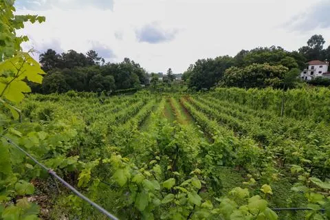 Fattoria con 6125 m2 a Pencelo, Guimarães