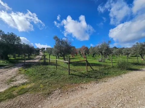 Terreno Rústico com 17.143 m² e com Olival em Nossa Senhora da Conceição, Vila Viçosa