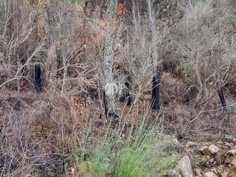 Terreno 8835m² - Távora