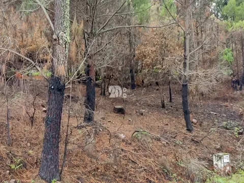 Terreno 15.844m² - Távora