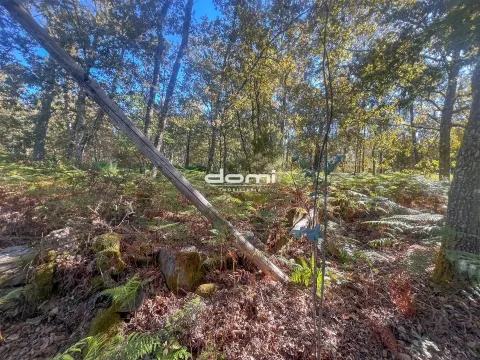 Pinhal para venda em São Pedro do Sul