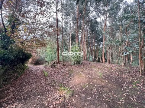 Pinhal com 11.413 m² em Vouzela🌲