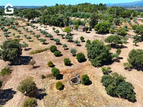 Quinta T1