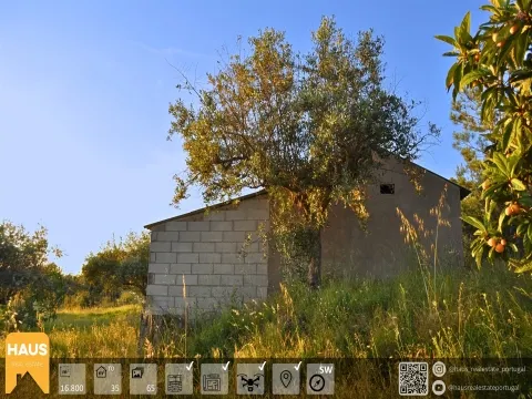  Rustic Land of 16,800m² – Building, Well, Vineyard, Orchard and Olive Grove