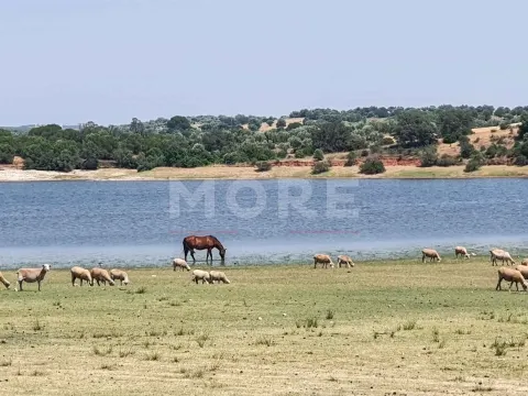 Herdade - 31,5 hectares - Torrão