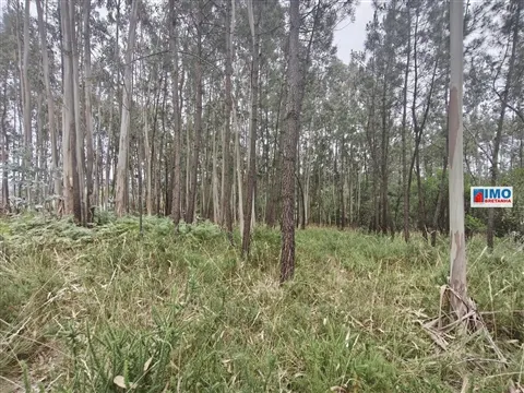 Terreno c/ possibilidade de Construção | 2542 m² | Vila Nova de Poiares