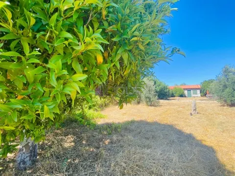 &#127795; Quintinha com 6.140 m² em Louriçal do Campo – Um refúgio entre a serra e o rio! &#127966;&#65039;
