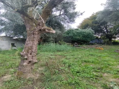 🏡 Quinta Histórica de 1937 com 8.000 m² – Palmeira, Braga