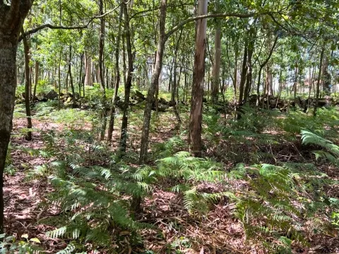Terreno Rústico com 1430m2 em Lamoso, Paços de Ferreira