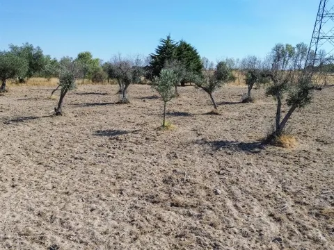 Terreno Rústico à Venda na Lardosa – 4750 m² com 4 Poços de Água