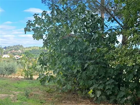 Terrain rural