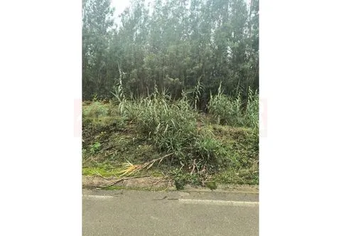 Próximo da Mealhada, vende-se Terreno Rústico