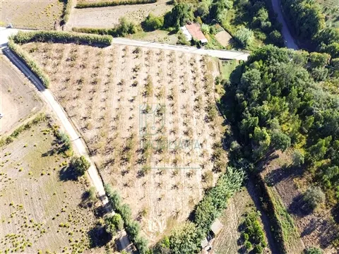 Terreno com 1,3 Hectares e Poço – Cela Nova, Alcobaça