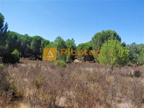 Terreno com 5 hectares no Couço