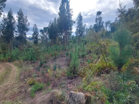 Quinta