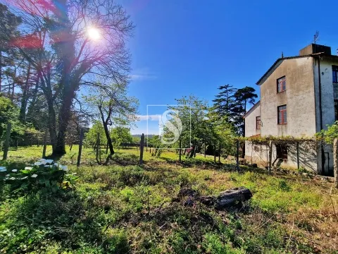 Quinta T6
