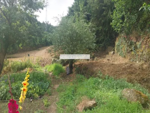 Terrain rural